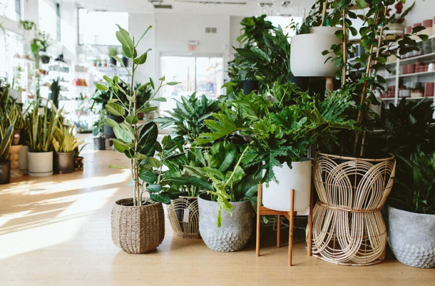 5 Best indoor plants for homes and offices