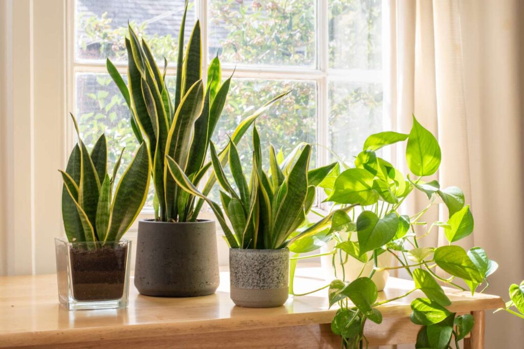 Snake plants- best indoor plants