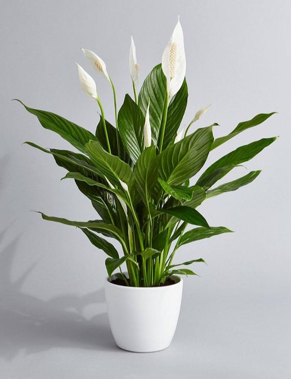 Peace Lily - Indoor plant for peaceful surrounding